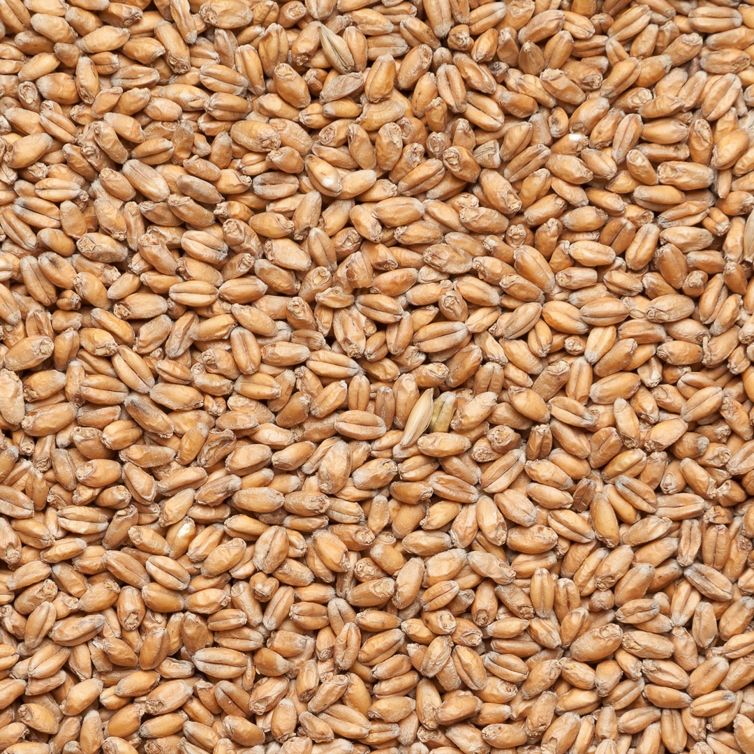 Солод Wheat Malt, 40 кг Viking malt